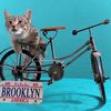 A Cat Cafe Is Opening In Brooklyn This <strike>Caturday</strike> Saturday